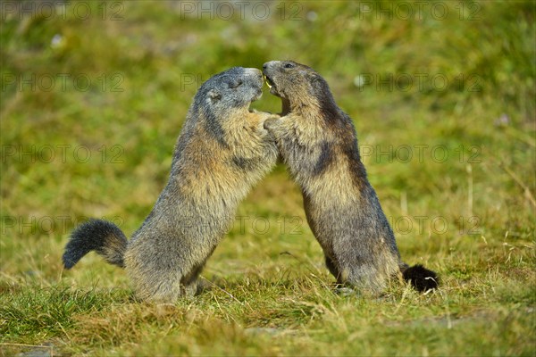 Alpine Marmot