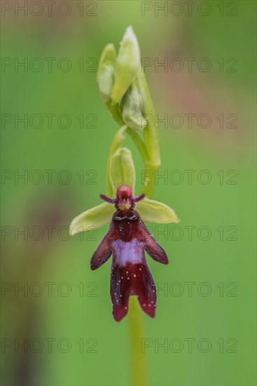 Fly orchid