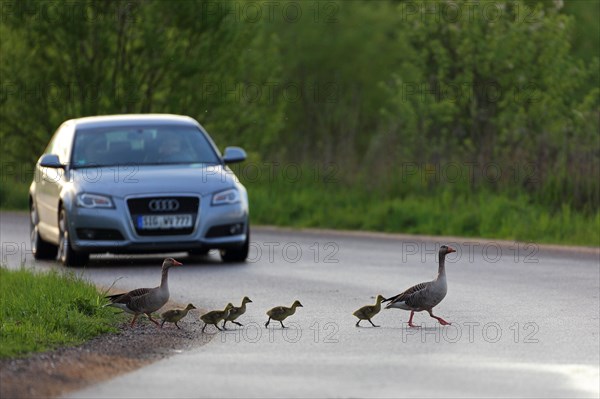 Greylag goose