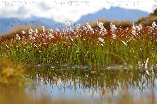 Cotton grass