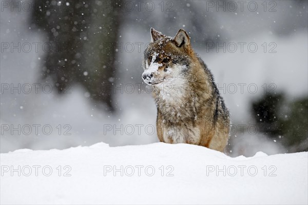 European Gray wolf