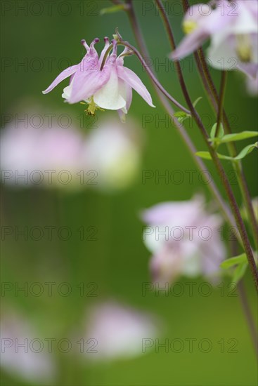 European columbine