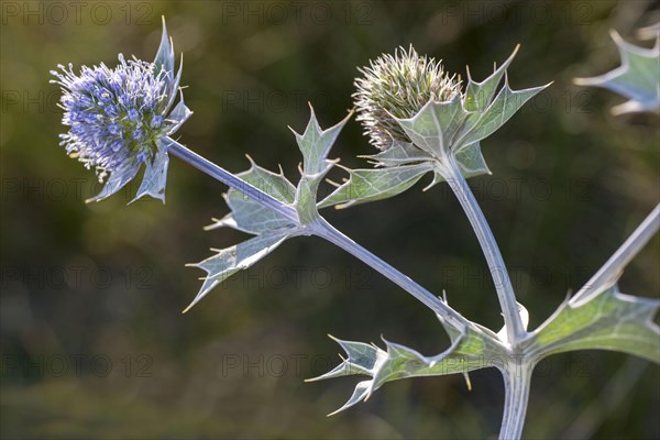 Sea Holly