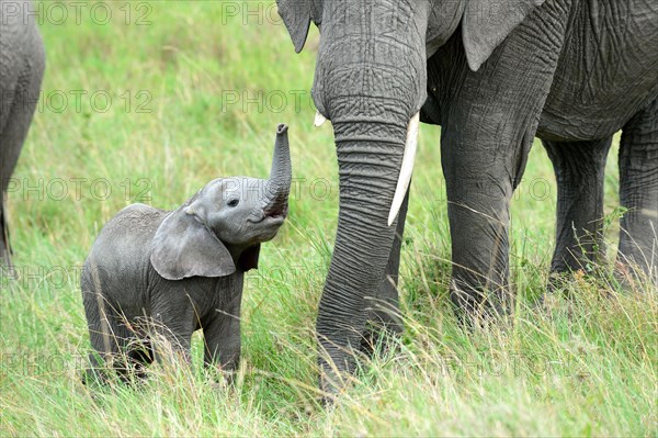 African elephant