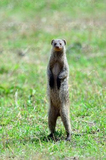 Banded mongoose