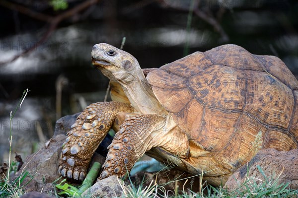 Leopard tortoise