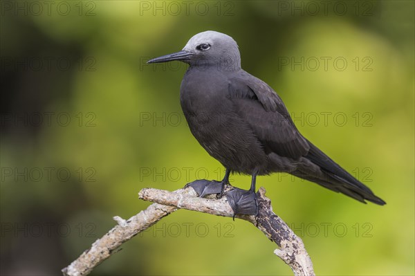 Lesser noddy