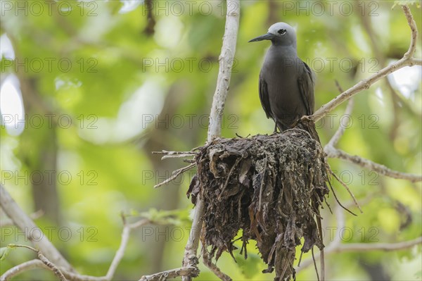 Lesser noddy