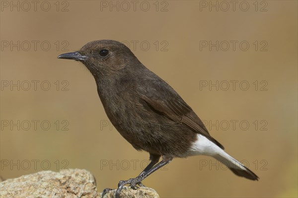 Black Wheatear