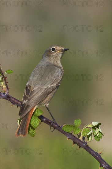 Redstart