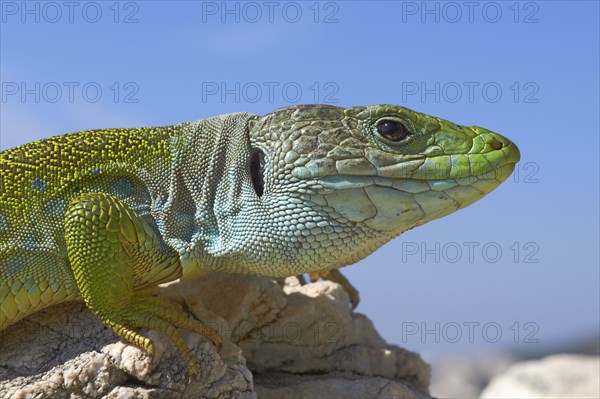 Scaled lizard