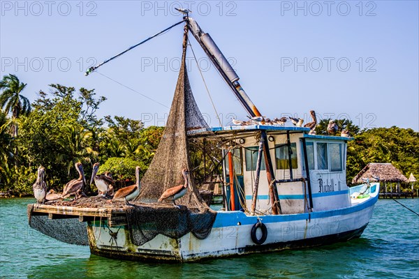 Brown pelicans resting on fishing boat