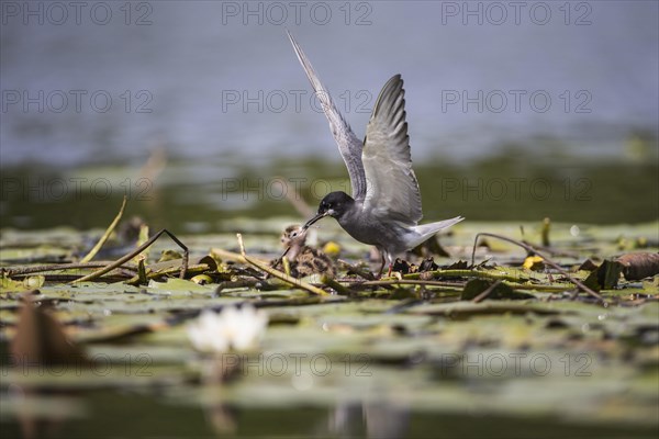 Black tern