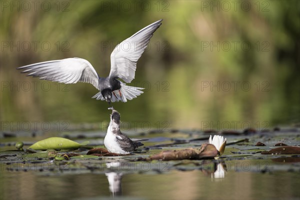 Black terns