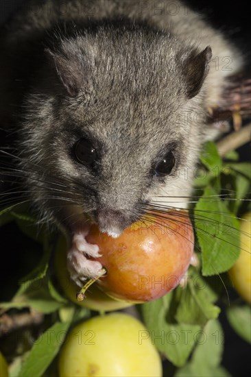 Edible dormouse