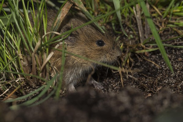 Common vole