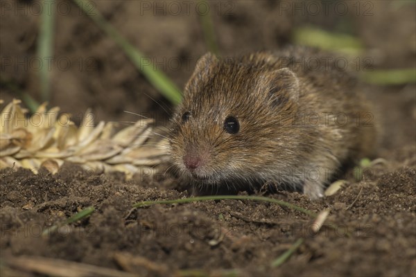 Common vole