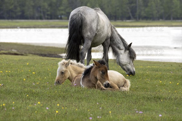 Domestic horses