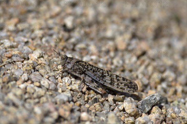 Badland Locust