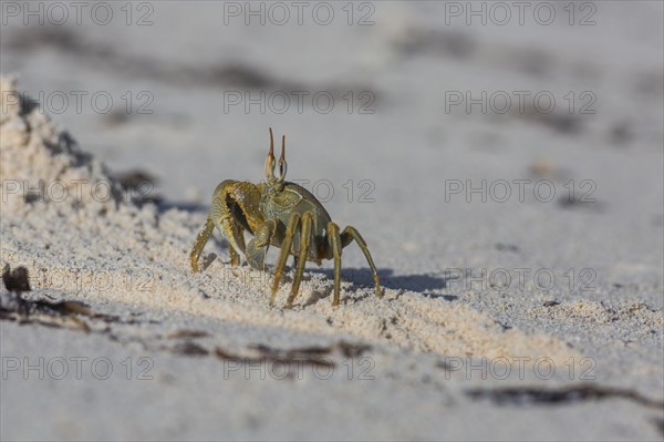 Ghost crab