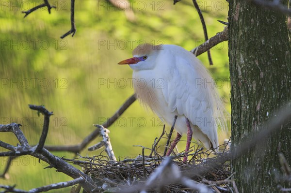 Cattle egret