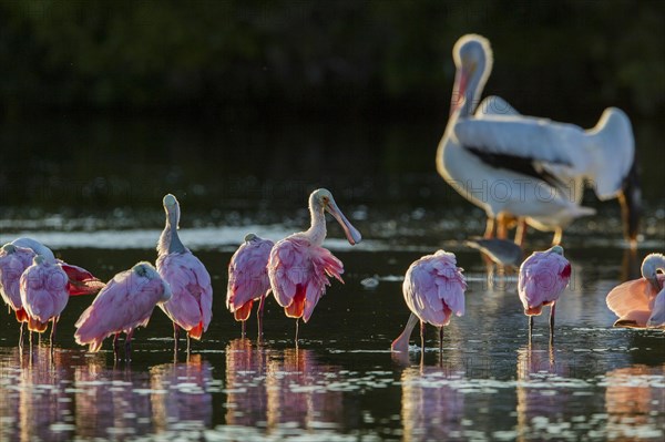 Roseate Spoonbill