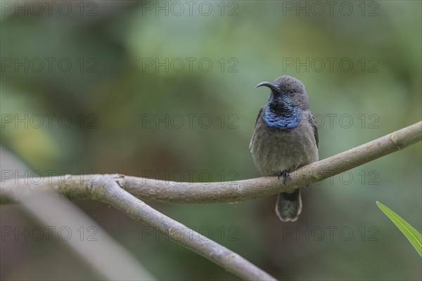 Seychelles Sunbird