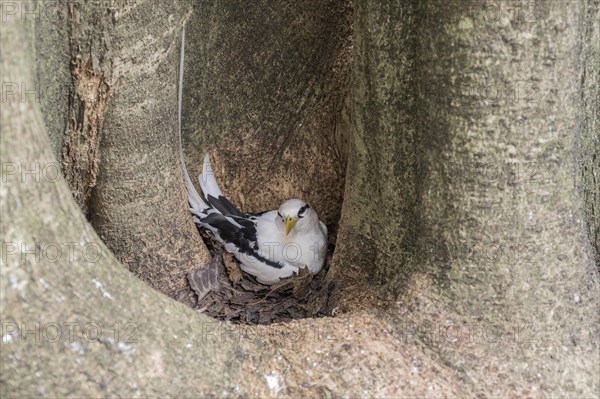 White-tailed tropicbird