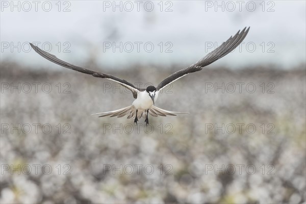 Russian Tern