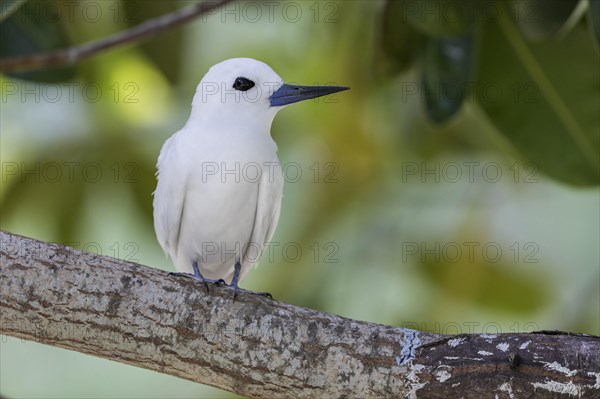 White tern