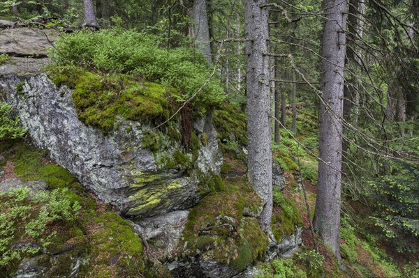 Primeval forest in Hoellbachgespreng