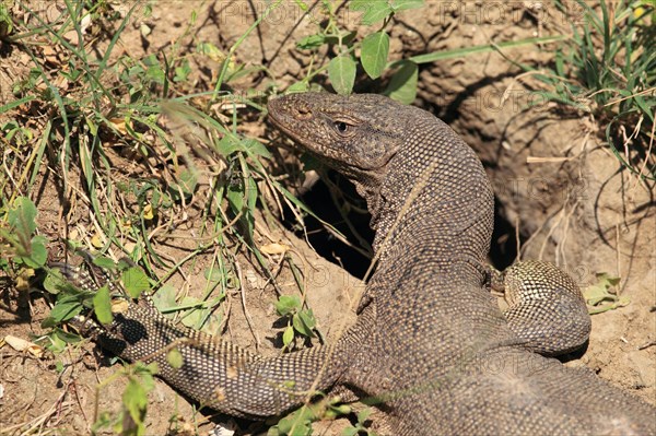 Bengal monitor