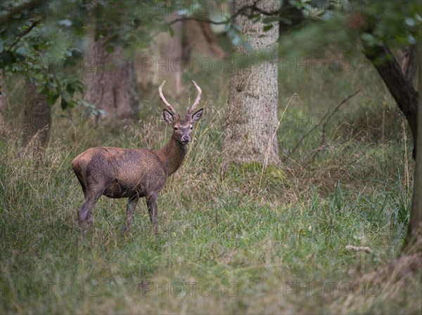 Red deer