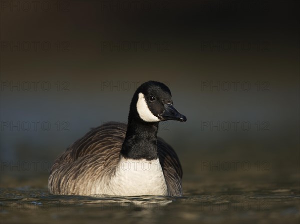 Canada goose