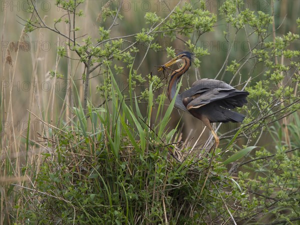 Purple heron