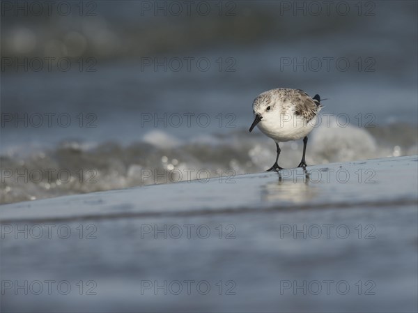 Sanderling