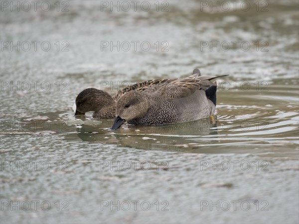 Gadwalls