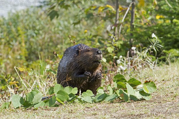 North American beaver