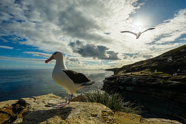 Black-browed Albatross