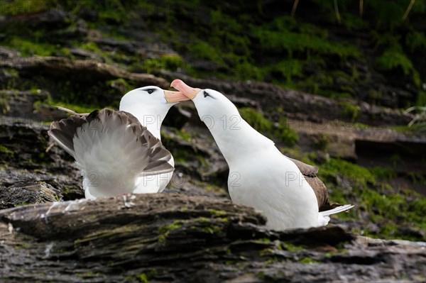 Black-browed Albatross