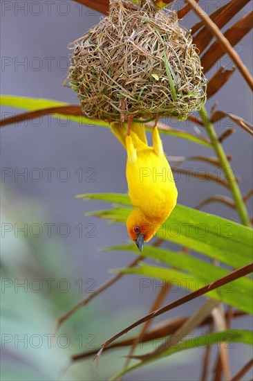 Eastern Golden Weaver