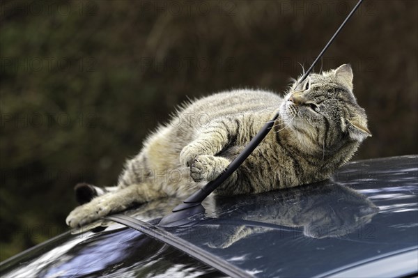 House cat on car roof
