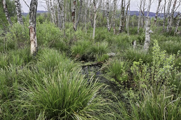 Birch forest