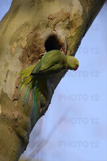 Rose-ringed parakeet