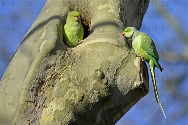 Rose-ringed parakeet