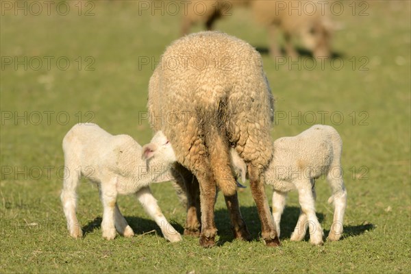 Merino sheep