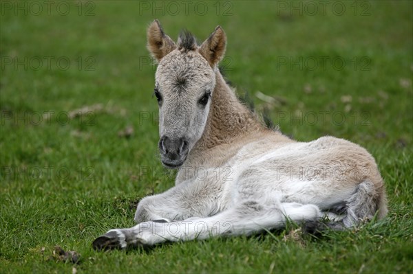 Wild Horse Duelmen