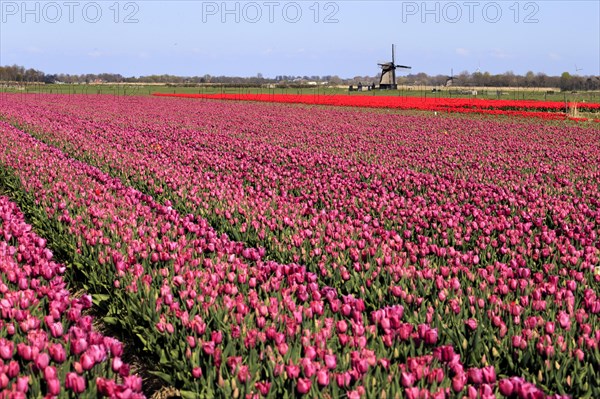 Blooming tulip field near Alkmaar