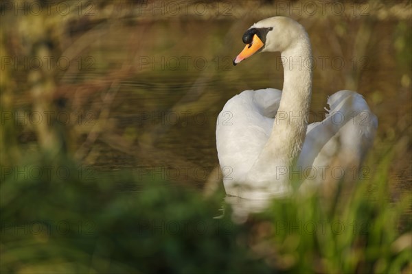 White swan