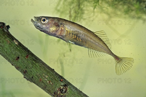 Three-spined Stickleback